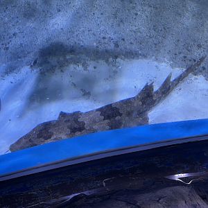 indonesian wobbegong (orectolobus leptolineatus)