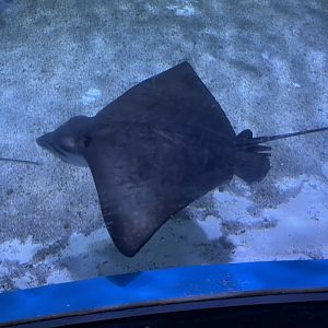 ocellated eagle ray (aetobatus ocellatus)