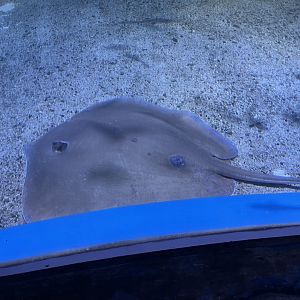 jenkins’ whipray (pateobatis jenkinsii) (1)