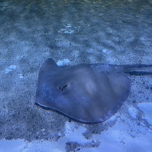 jenkins’ whipray (pateobatis jenkinsii) (2)