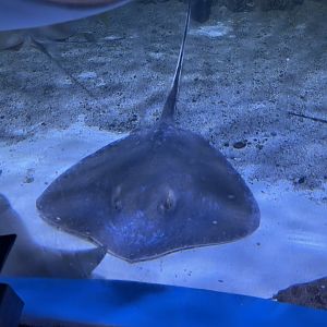 red stingray (hemitrygon akajei)