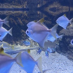 silver moonyfish (monodactylus argenteus) (1)