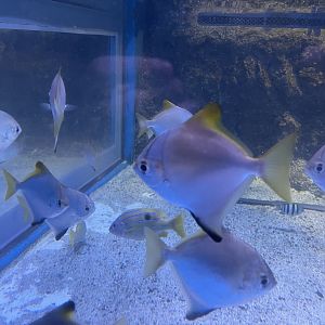 silver moonyfish (monodactylus argenteus) (2)