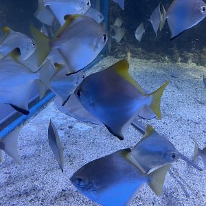 silver moonyfish (monodactylus argenteus) (3)