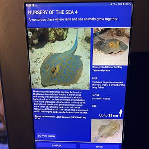 seashore tank - bluespotted ribbontail ray signage