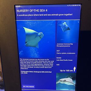 seashore tank - flapnose ray signage