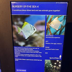 seashore tank - silver moonyfish signage