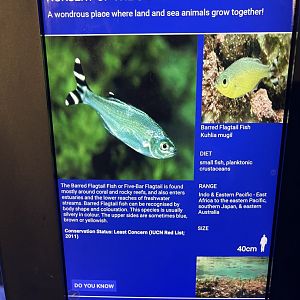seashore tank - barred flagtail signage