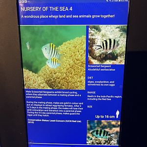 seashore tank - scissortail sergeant signage