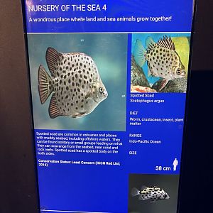 seashore tank - spotted scat signage