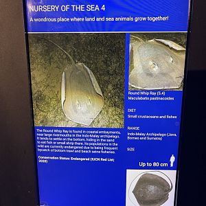 seashore tank - round whipray signage
