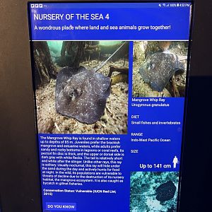 seashore tank - mangrove whipray signage
