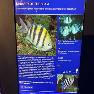 seashore tank - indo-pacific sergeant signage