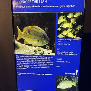 seashore tank - common bluestripe snapper signage