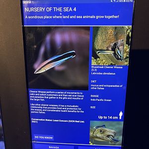 seashore tank - bluestreak cleaner wrasse signage