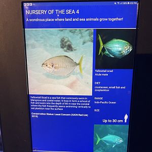 seashore tank - yellowtail scad signage