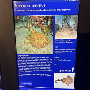 seashore tank - spotted wobbegong signage