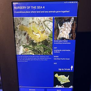 seashore tank - bristle-tailed filefish signage