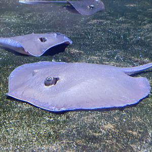 dwarf whipray (brevitrygon walga) (1)