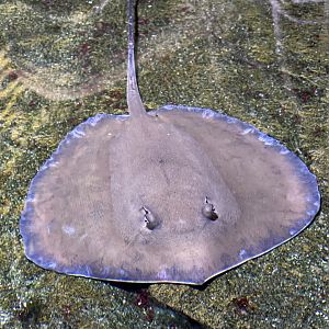 dwarf whipray (brevitrygon walga) (2)
