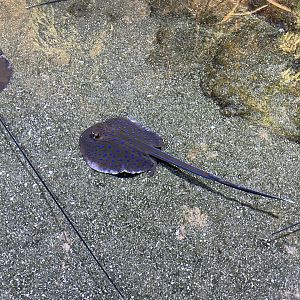 juvenile bluespotted ribbontail ray (taeniura lymma)