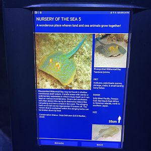 shallow tank - bluespotted ribbontail ray signage