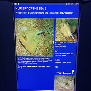 shallow tank - kuhl’s maskray signage