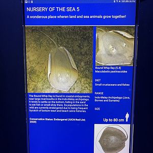 shallow tank - round whipray signage