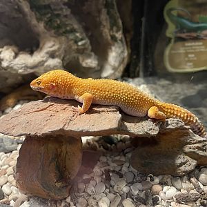 leopard gecko (eublepharis macularius)