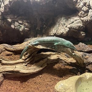 emerald tree skink (lamprolepis smaragdina)