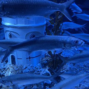 indo-pacific tarpon (megalops cyprinoides) (1)