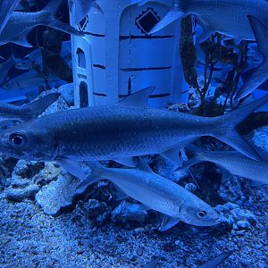 indo-pacific tarpon (megalops cyprinoides) (2)