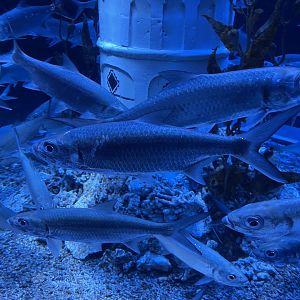 indo-pacific tarpon (megalops cyprinoides) (3)