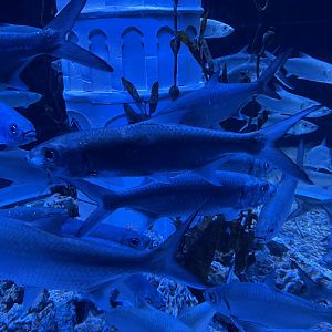 indo-pacific tarpon (megalops cyprinoides) (4)