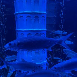 indo-pacific tarpon (megalops cyprinoides) (5)