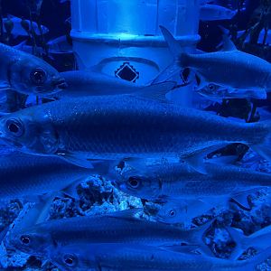 indo-pacific tarpon (megalops cyprinoides) (6)