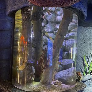 cold water fishes tank