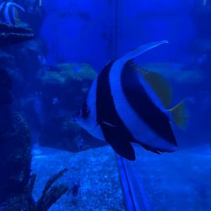 pennant coralfish (heniochus acuminatus)