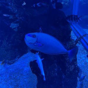 bignose unicornfish (naso vlamingii)