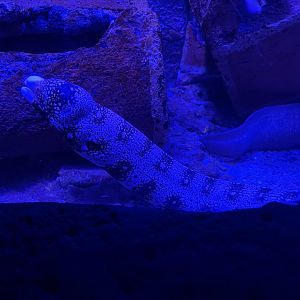snowflake moray (echidna nebulosa)