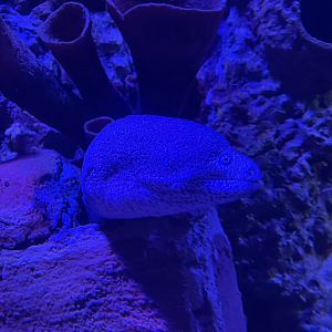 yellow-edged moray (gymnothorax flavimarginatus)