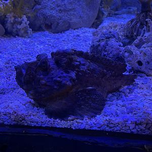 estuarine stonefish (synanceia horrida) (1)