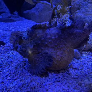 estuarine stonefish (synanceia horrida) (2)