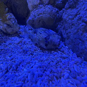 long-spine porcupinefish (diodon holocanthus) (1)