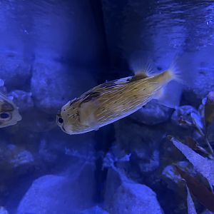 long-spine porcupinefish (diodon holocanthus) (2)