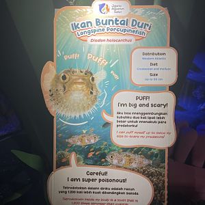 long-spine porcupinefish signage