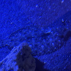 leopard flounder (bothus pantherinus) (1)