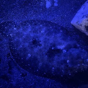 leopard flounder (bothus pantherinus) (2)