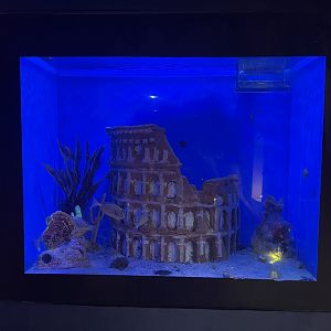 colosseum tank
