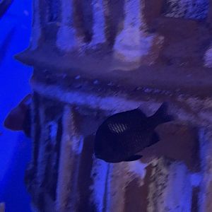 threespot dascyllus (dascyllus trimaculatus)